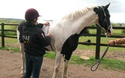 Spring Nutrition: Feeding the ‘at risk’ Equine