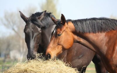 The Truth about Starch in your Horse’s Diet