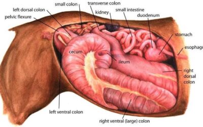 Healthy Digestion, Healthy Horse