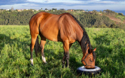 Feeding your Horse for Health