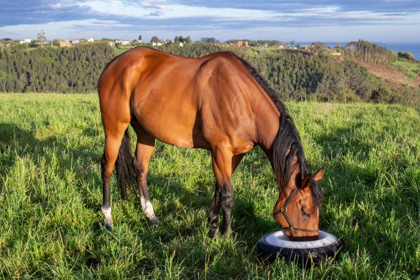 Feeding your Horse for Health