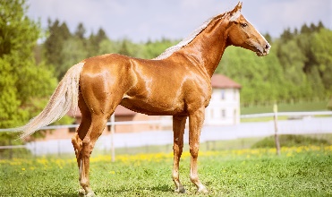 Healthy Digestion, Healthy Horse