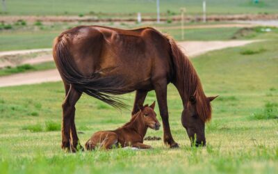 Worming – Mares and Foals